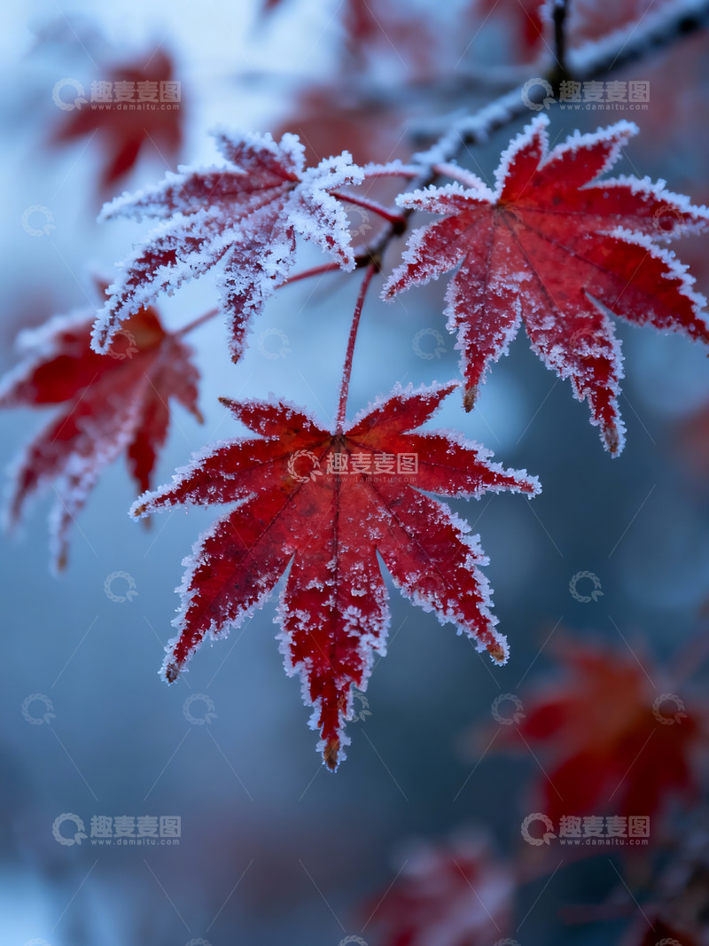 高清大图下载【趣麦麦图】-秋末冬初枫叶白霜6