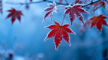 秋末冬初枫叶白霜10