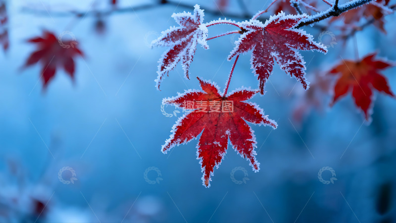 高清大图下载【趣麦麦图】秋末冬初枫叶白霜10