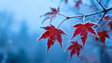 秋末冬初枫叶白霜4