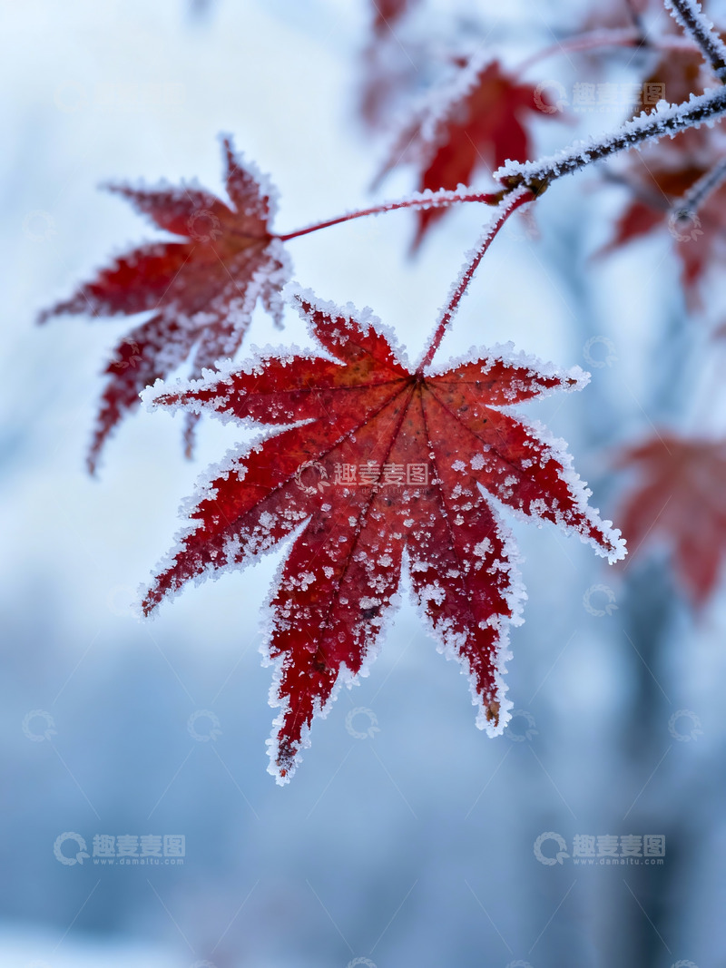 高清大图下载【趣麦麦图】秋末冬初枫叶白霜9