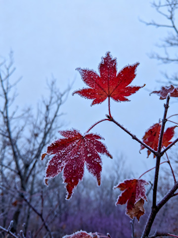 秋末冬初枫叶白霜1