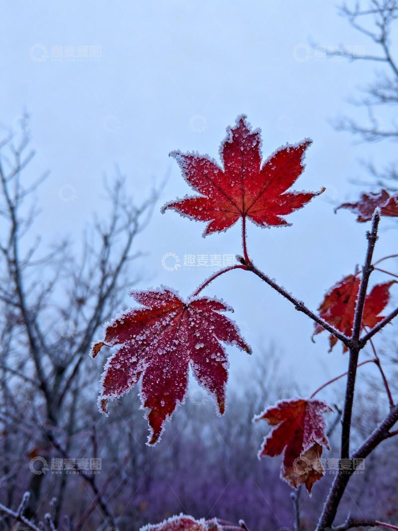 高清大图下载【趣麦麦图】秋末冬初枫叶白霜1