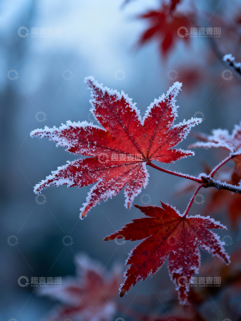 高清大图下载【趣麦麦图】-秋末冬初枫叶白霜5