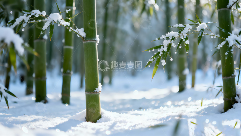 高清大图下载【趣麦麦图】冬日雪后竹林风景