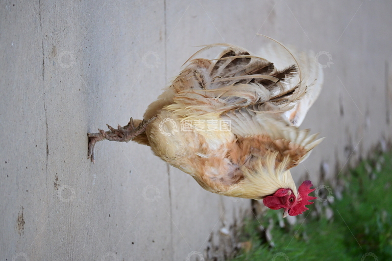 高清大图下载【趣麦麦图】白色公鸡展翅独立