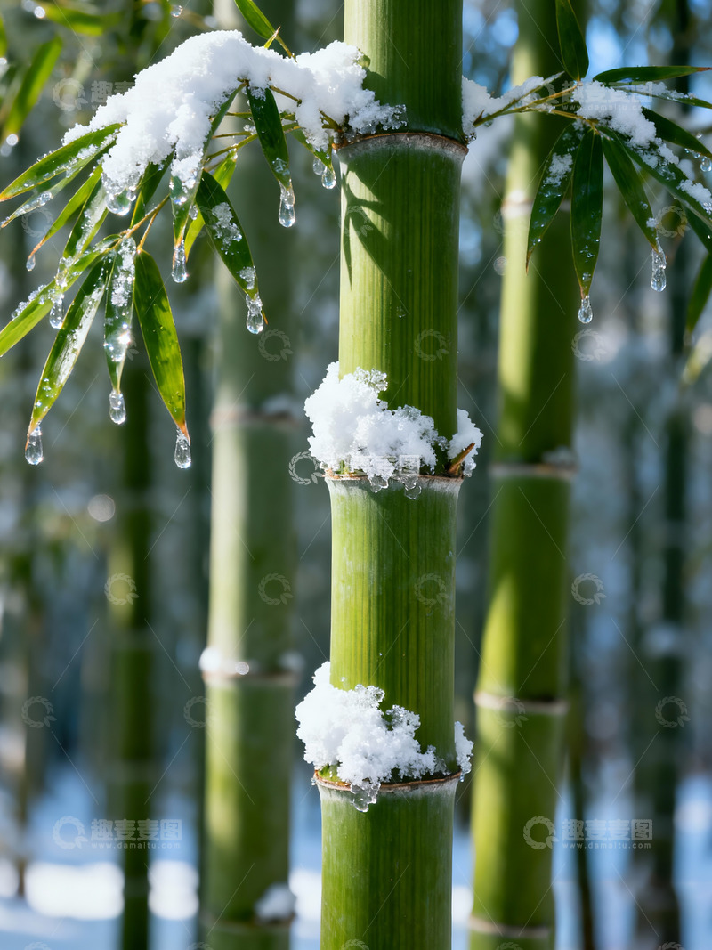 高清大图下载【趣麦麦图】雪后竹林风景摄影6