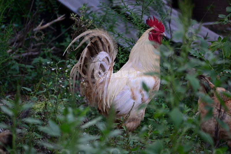 高清大图下载【趣麦麦图】白色公鸡回首