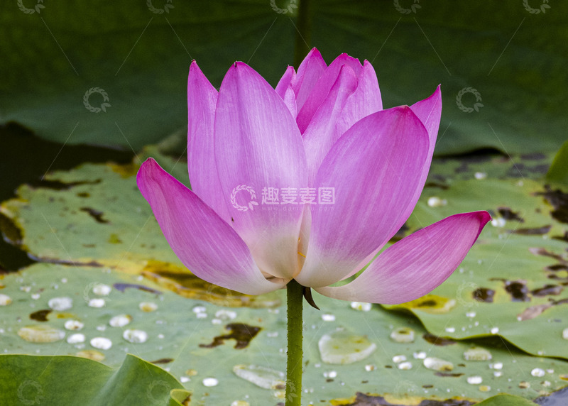 高清大图下载【趣麦麦图】水中荷花绽放