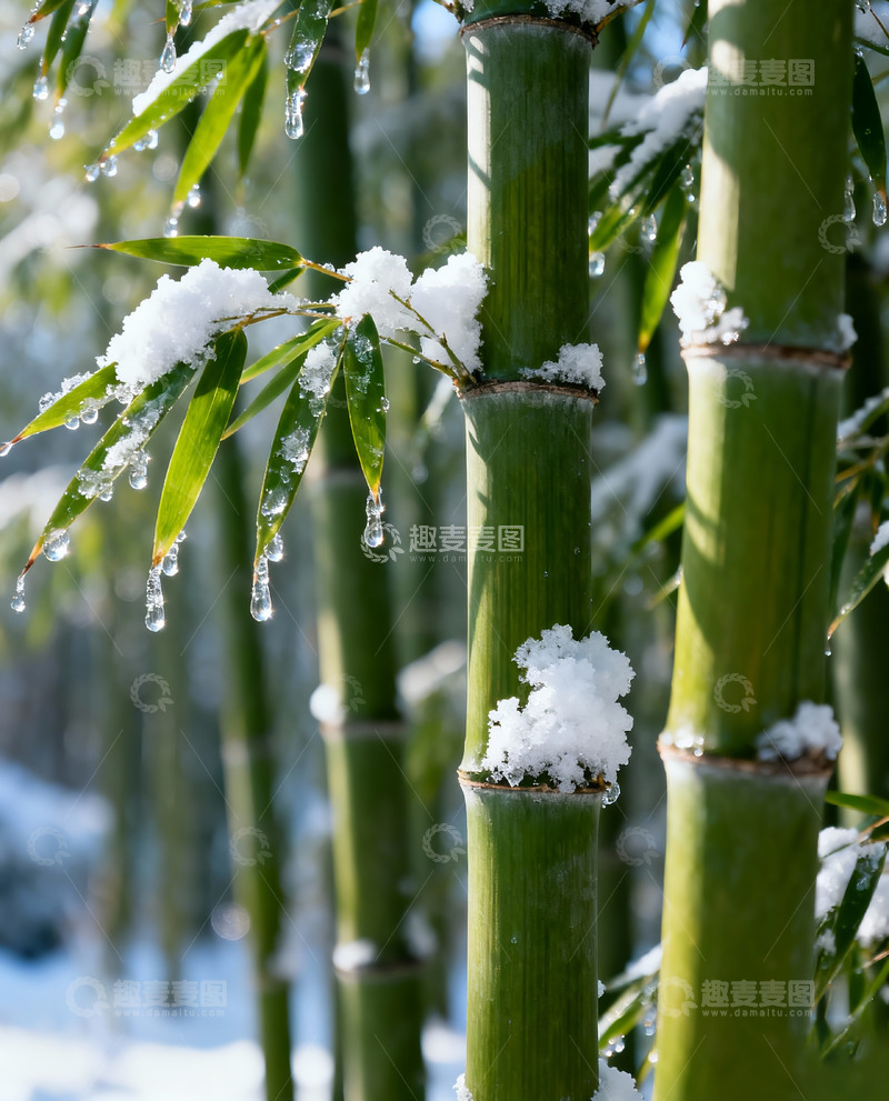 高清大图下载【趣麦麦图】雪后竹林风景摄影5
