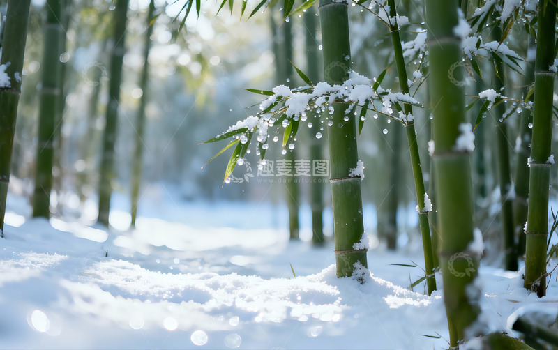 高清大图下载【趣麦麦图】雪后竹林风景摄影3