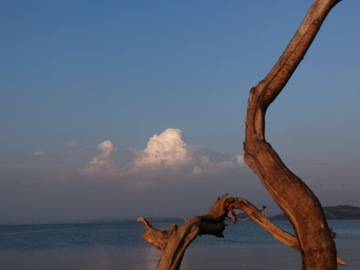 枯木映海蓝天云