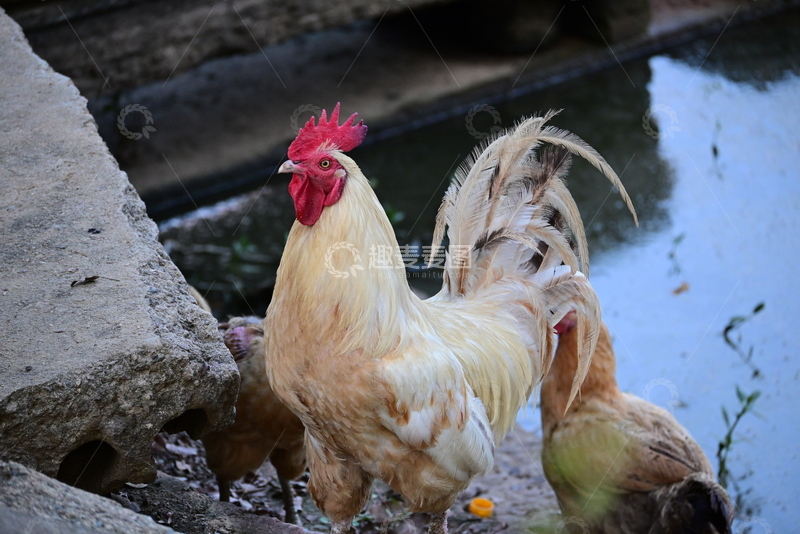 高清大图下载【趣麦麦图】白色公鸡警惕四周