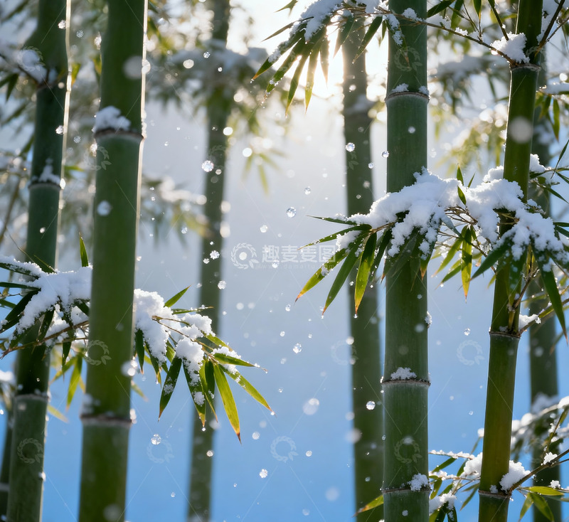 高清大图下载【趣麦麦图】雪后竹林风景摄影