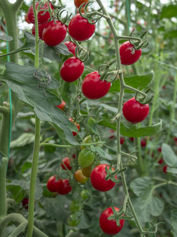 一串成熟的小番茄
