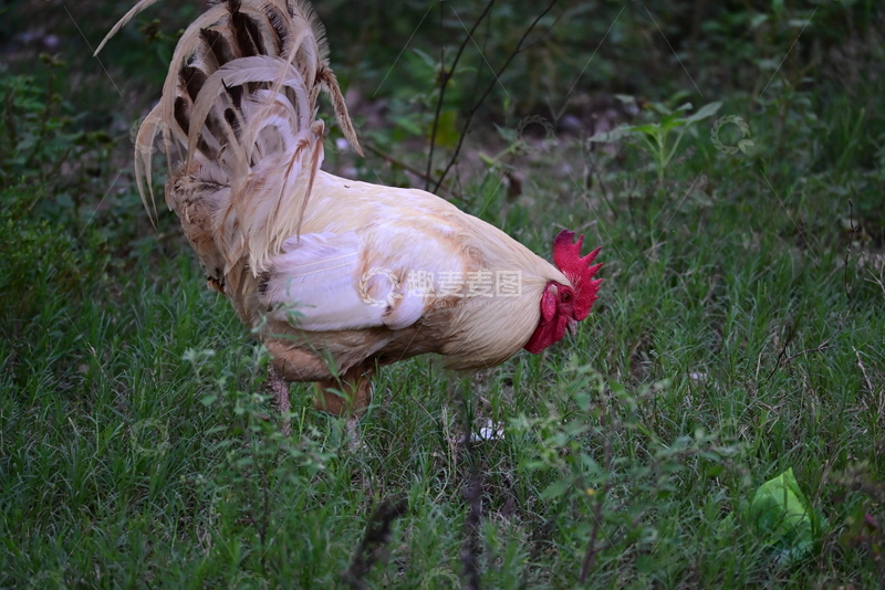 高清大图下载【趣麦麦图】白色雄鸡在草丛觅食