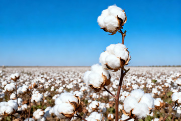 棉花棉絮自然农作物3