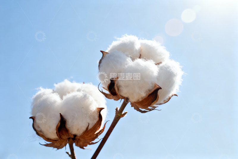 高清大图下载【趣麦麦图】棉花纯棉棉絮特写5