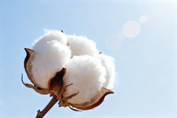 棉花棉絮自然农作物10