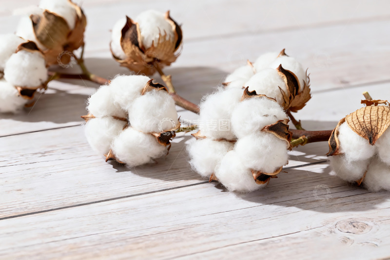 高清大图下载【趣麦麦图】-棉花棉絮自然农作物12