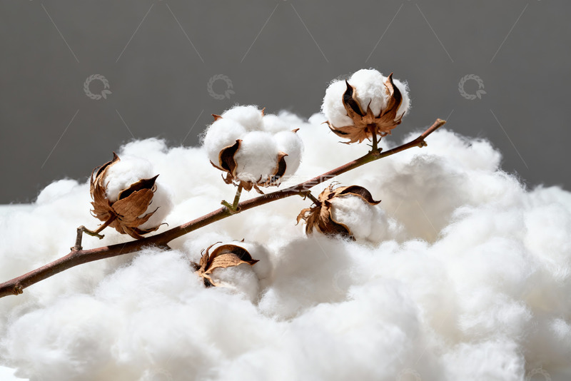 高清大图下载【趣麦麦图】棉花纯棉棉絮特写2