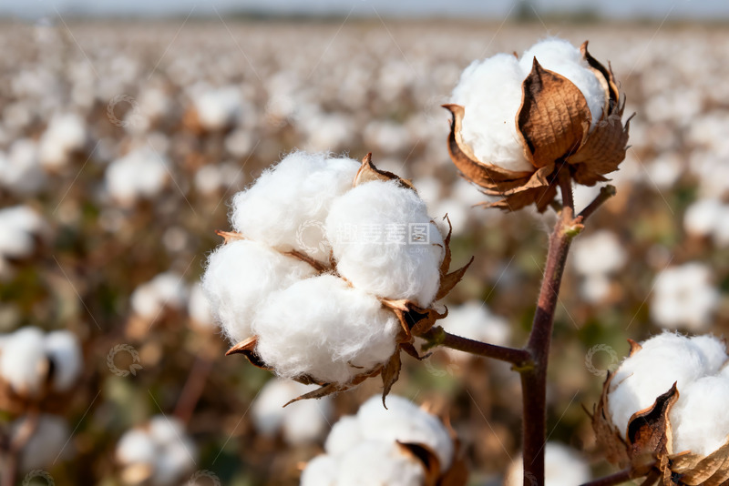 高清大图下载【趣麦麦图】棉花纯棉棉絮特写10