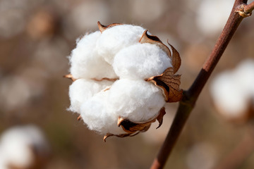 棉花棉絮自然农作物2
