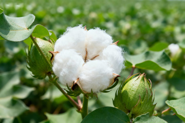 棉花棉絮自然农作物13