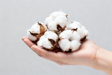 棉花棉絮自然农作物15