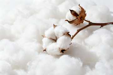 棉花棉絮自然农作物1