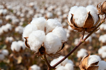 棉花棉絮自然农作物5