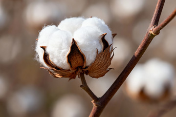 棉花棉絮自然农作物0