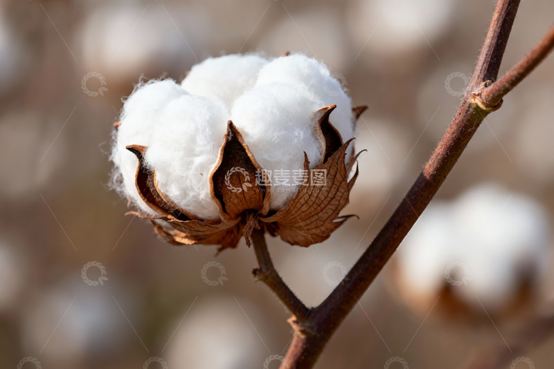 高清大图下载【趣麦麦图】-棉花棉絮自然农作物0