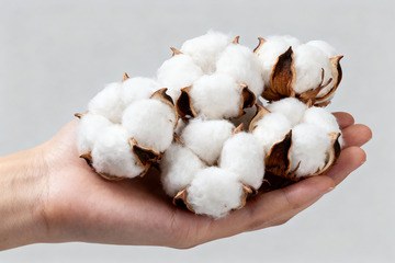 棉花棉絮自然农作物17