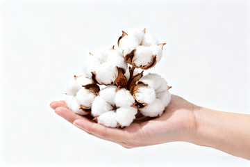 棉花棉絮自然农作物16