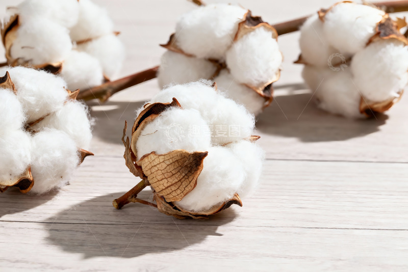 高清大图下载【趣麦麦图】棉花纯棉棉絮特写