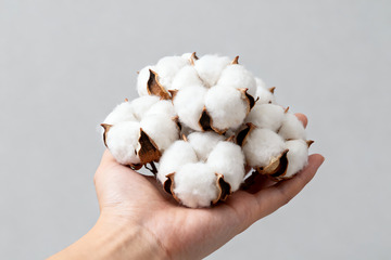 棉花棉絮自然农作物9