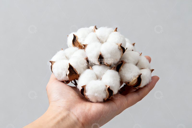 高清大图下载【趣麦麦图】-棉花棉絮自然农作物9