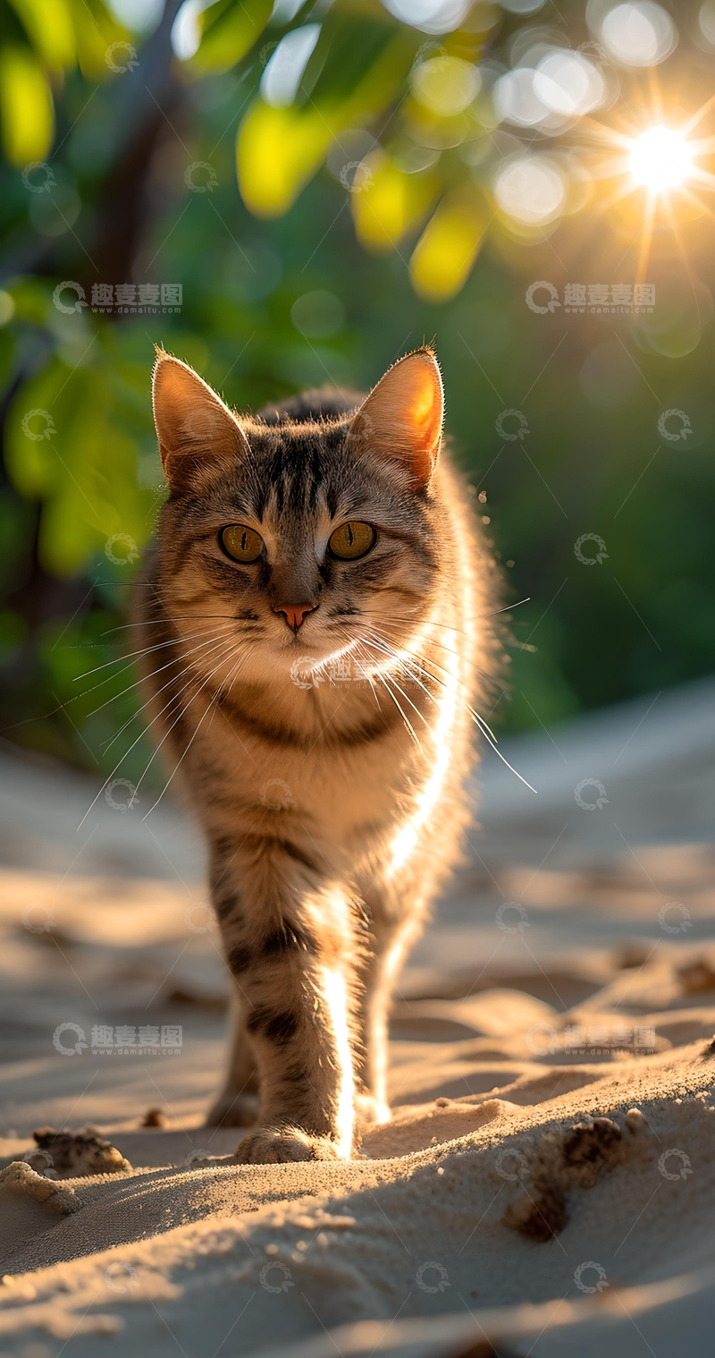 高清大图下载【趣麦麦图】治愈系可爱猫咪壁纸2