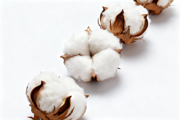 棉花棉絮自然农作物14