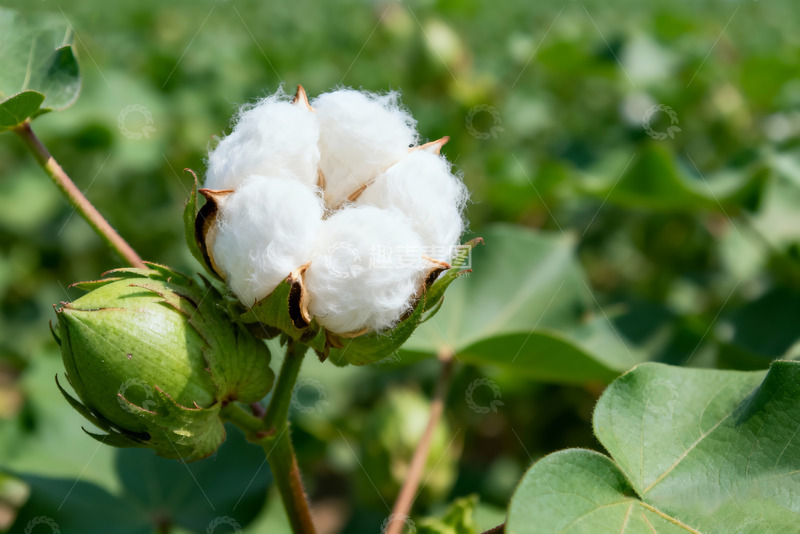 高清大图下载【趣麦麦图】棉花纯棉棉絮特写13