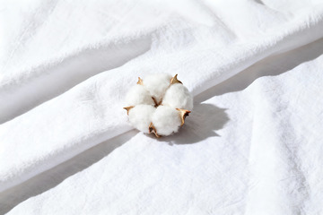 棉花棉絮自然农作物6