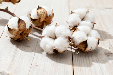 棉花棉絮自然农作物11