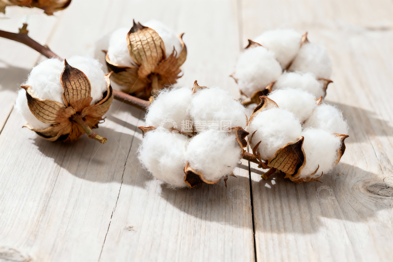 高清大图下载【趣麦麦图】-棉花棉絮自然农作物11