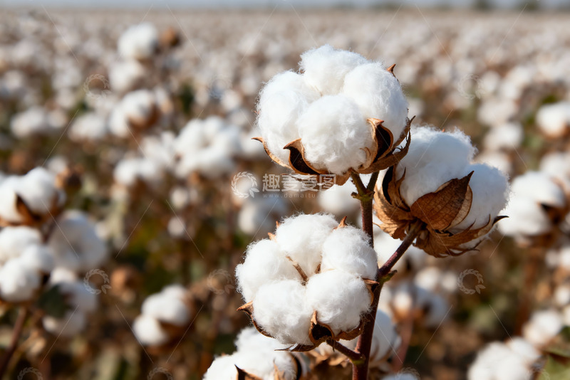 高清大图下载【趣麦麦图】棉花纯棉棉絮特写6