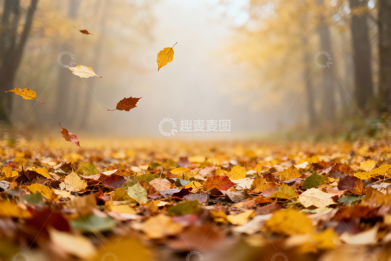 高清大图下载【趣麦麦图】秋天树木落叶