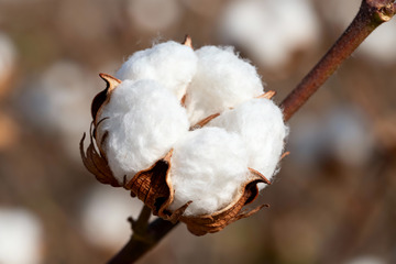 棉花棉絮自然农作物4
