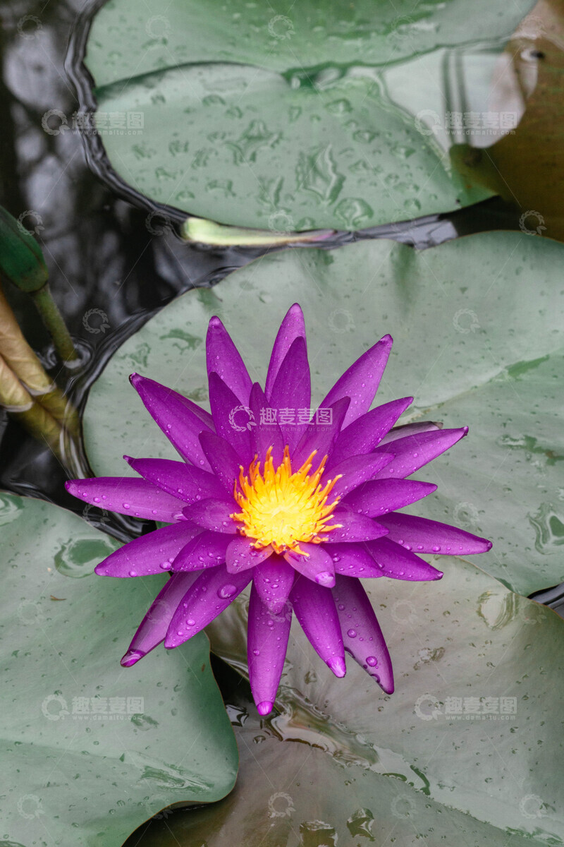 高清大图下载【趣麦麦图】紫色睡莲花开莲叶间