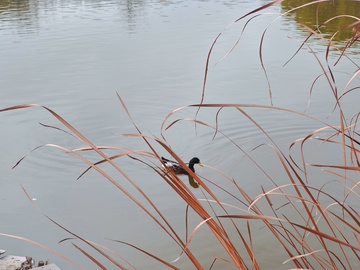 湿地鸭子芦苇自然风光摄影