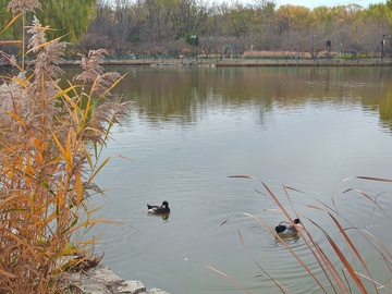 宁静湖面鸭子游